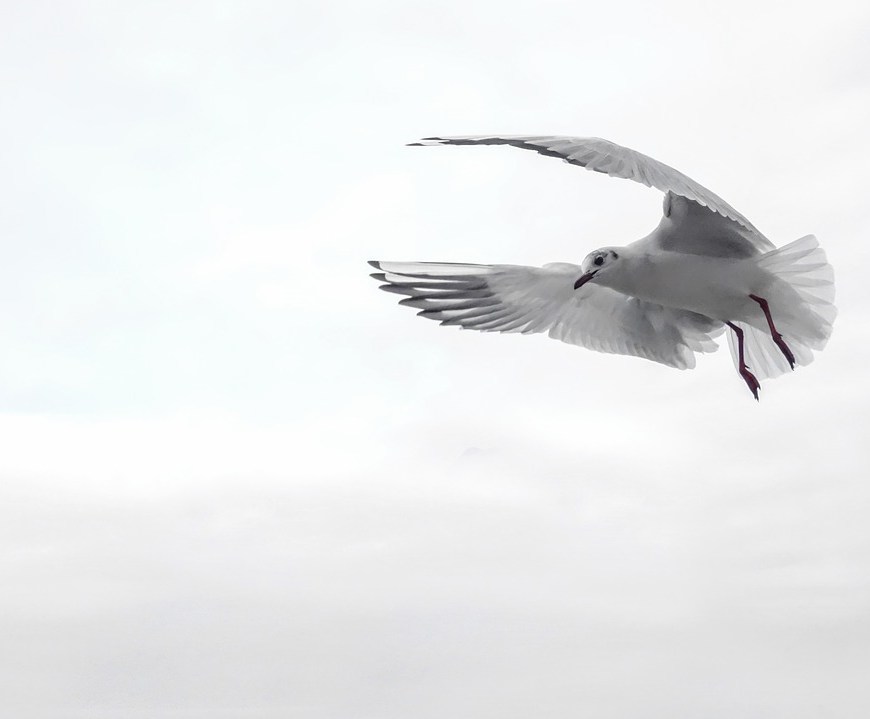 Si yo fuera el viento
