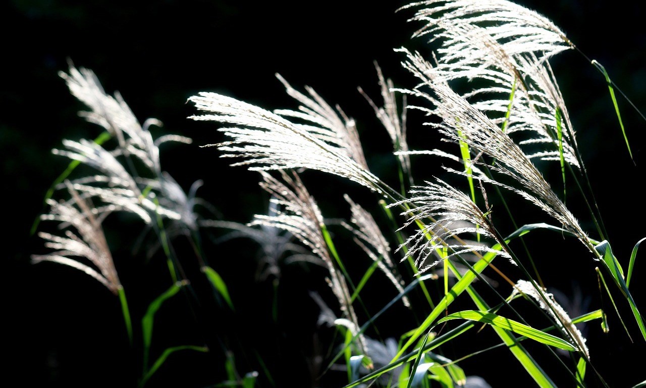 Amores e ilusiones para que las recoja el viento