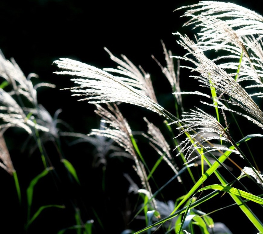 Amores e ilusiones para que las recoja el viento